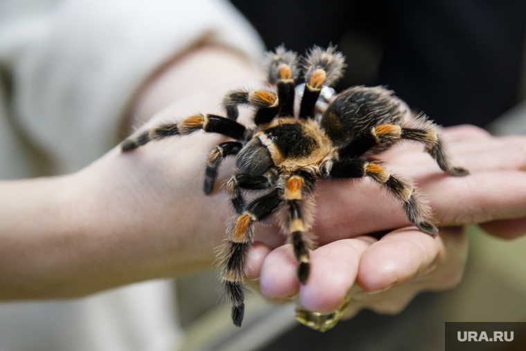 Тюменцы обнаружили в своей квартире ядовитого паука. Фото