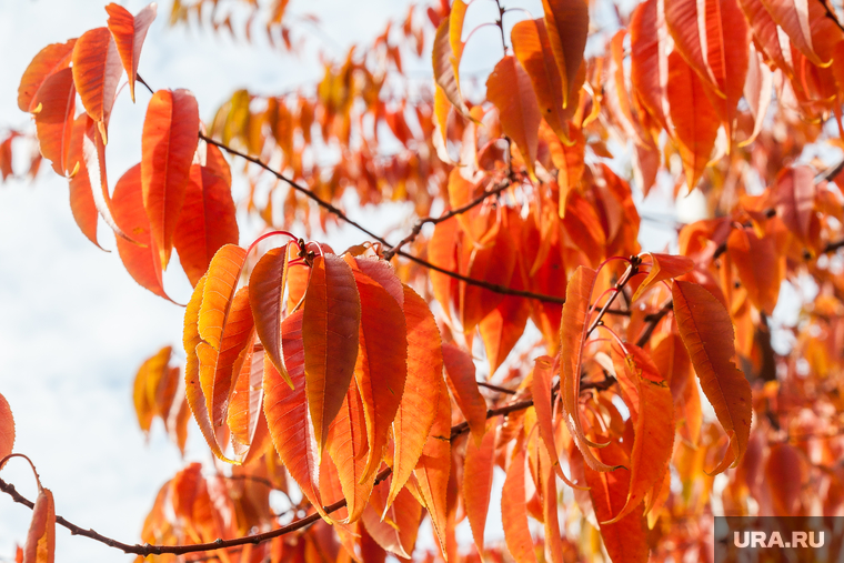 Осенний город. Тюмень, погода, листья, желтые листья, природа, осень, осенние листья