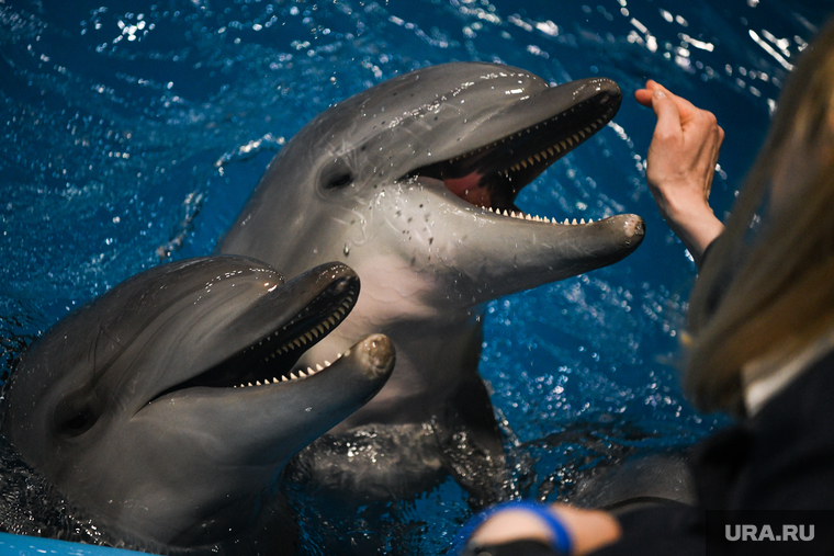 Дельфинарий в Екатеринбургском океанариуме., млекопитающие, дельфин, океанариум, дрессировка, дельфинарий