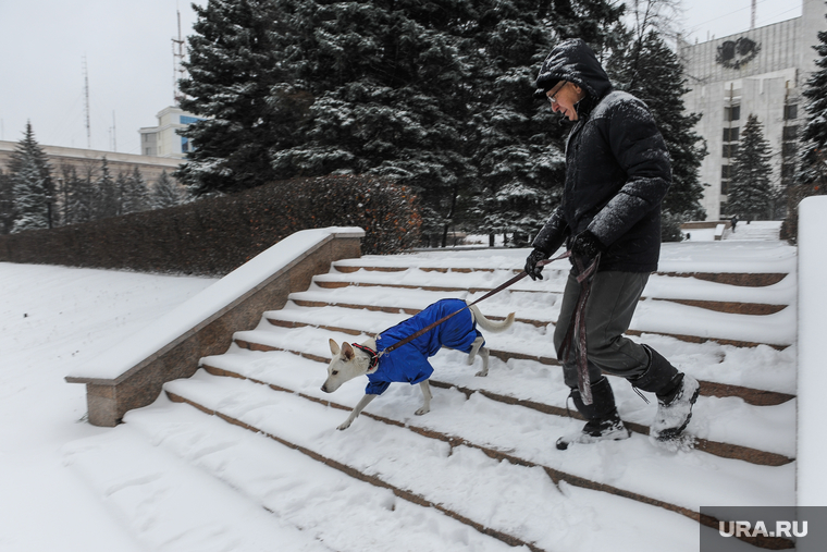 Снегопад в городе. Челябинск, собака в комбинзоне, снегопад
