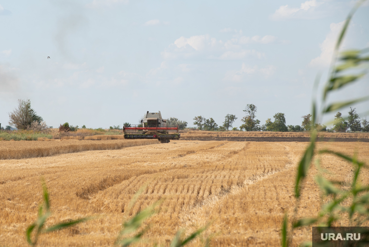 Уборка зерновых в Херсонской области. Херсон, комбайн, пшеница, зерно