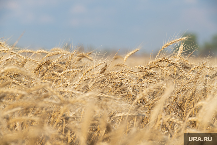 Уборка зерновых в Херсонской области. Херсон, пшеница, зерно, сельское хозяйство, херсон, уборка зерна