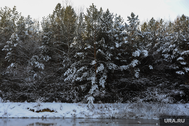 Природа в челябинском городском бору. Челябинск, зима, деревья, лес, бор, природа, река миасс 