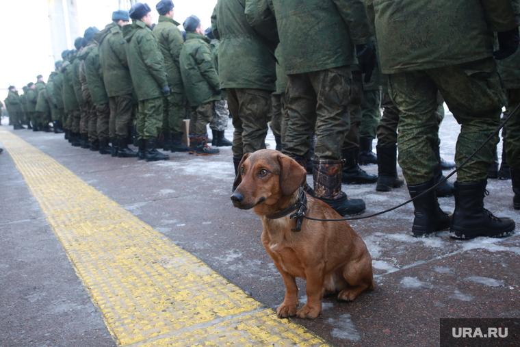 Отправка мобилизованных. Тюмень , собака, военные, солдаты, служебная собака, кинологи, кинологическая служба, военнослужащие, кинология, проводы в армию, мобилизация, мобилизованные, отправка мобилизованных, проводы мобилизованных, прощание с мобилизованными