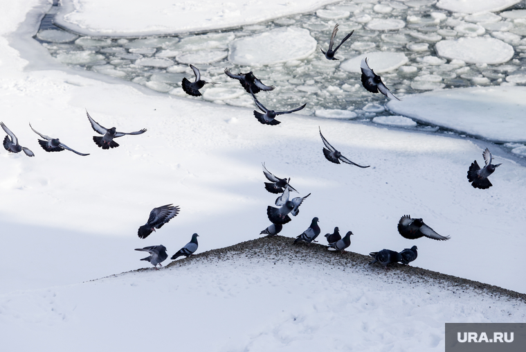 Зимние птицы. Курган, снег, лед на реке, зима, голуби, зимние птицы
