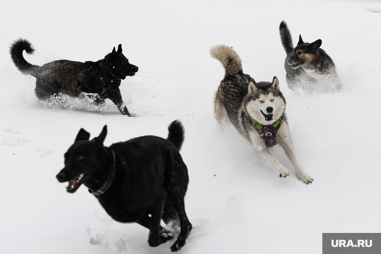Снежная погода в Екатеринбурге, выгул собак, домашний питомец