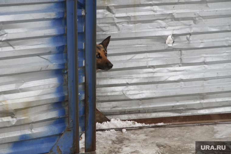 Антисанитарийный пустырь с собаками вместо Центрального рынка. Екатеринбург., ворота, собака, бродячая собака