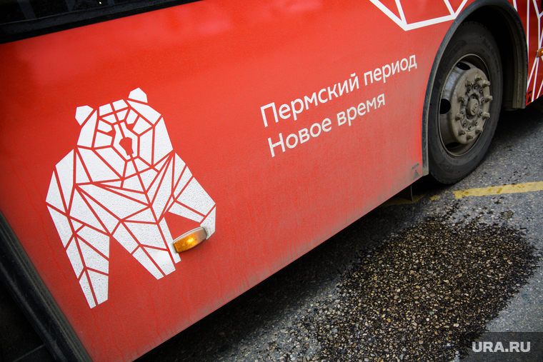 Новые автобусы. Пермь, медведь, автобус, пермский период