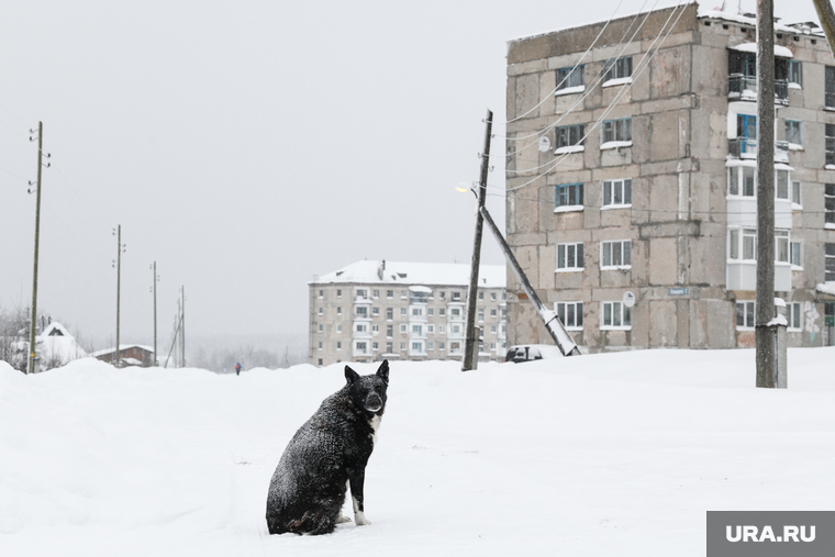 Поселок Юбилейный и окрестности. Пермский край, собака, ожидание, провинция, провинциальный город, поселок юбилейный