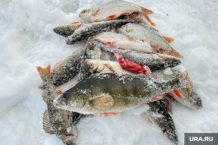 Озеро Большой Кисегач и рыбалка. Челябинск, рыба, зима, зимняя рыбалка, окунь