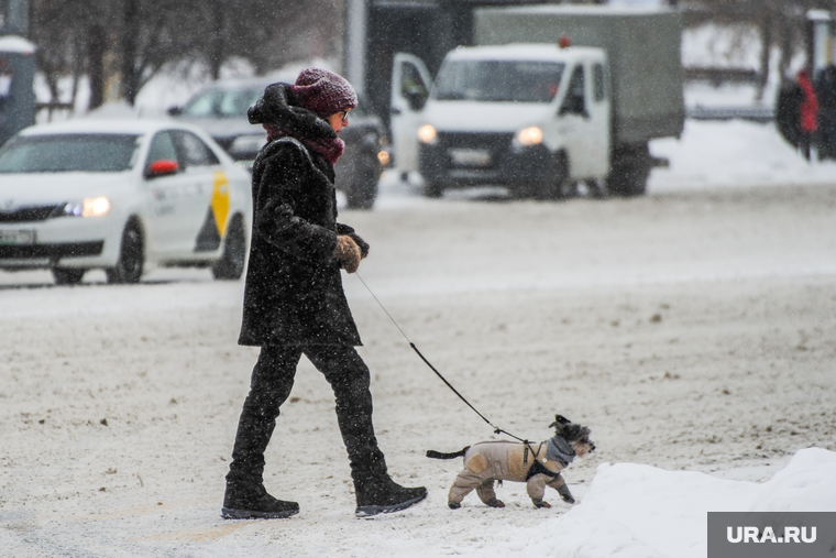 Снегопад, зима. Челябинск, снег, собака, пешеход, собачка, снегопад, транспорт, зима, люди, домашний питомец, дорога