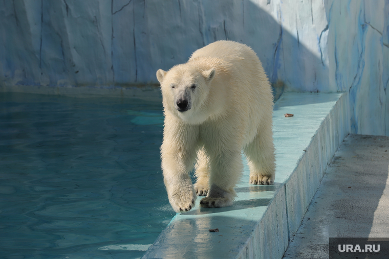 Новый питомец зоопарка медвежонок Хатанга. Екатеринбург, зоопарк, белый медведь