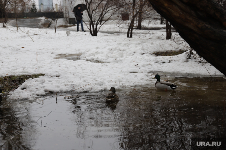 Дождь и затопленные парки. Екатеринбург, лужа, утки