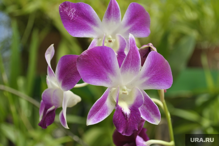 Шри-Ланка, цветок, орхидеи