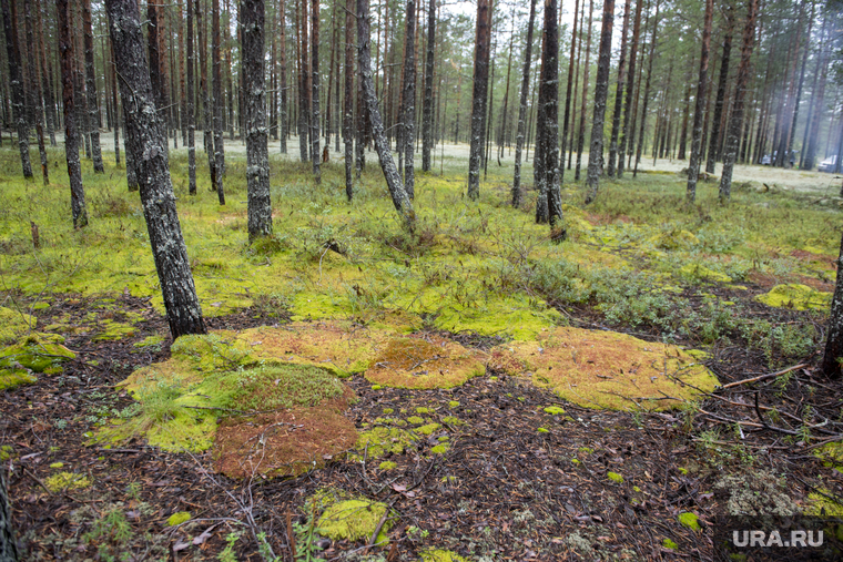 Грибная пора. Чердыньский район, лес, осенний лес, природа, грибы в лесу, осень в лесу