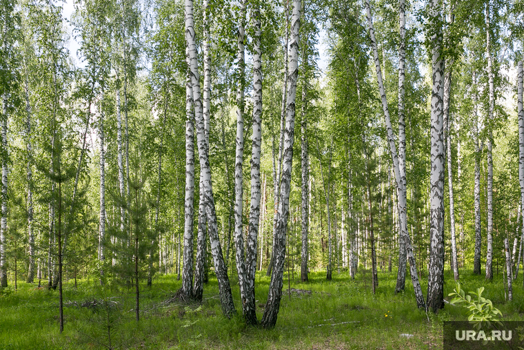 Лес. Тюмень, лес, лето, березы, природа, березовая роща