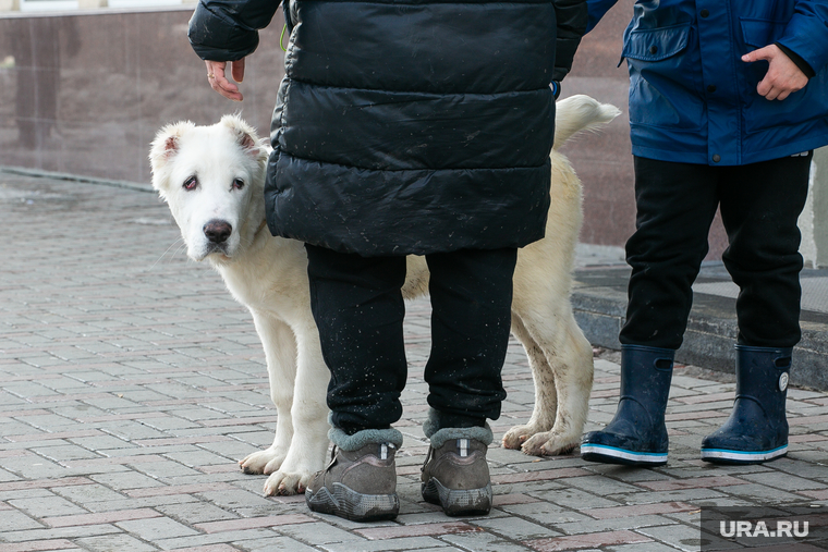 Виды города. Весна. Тюмень, собака, выгул собак, питомец, выгул собаки, выгул