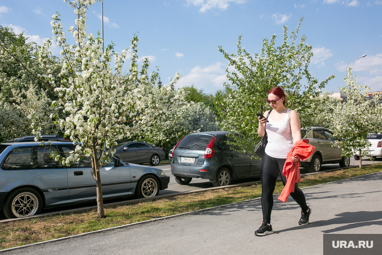 Яблони цветут. Тюмень, прогулка, весна, яблони цветут, яблони