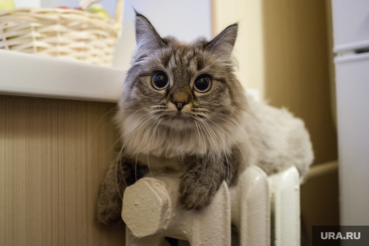 Кошка на батарее. Екатеринбург, холод, зима, тепло, домашние питомцы, кошка на батарее, осень