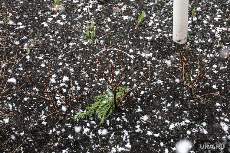Апрельский снегопад. Екатеринбург, снег, снегопад