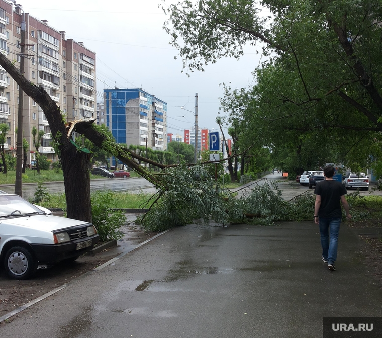 Ураган и ливень в Челябинске, 06.06.2014, сломанное дерево