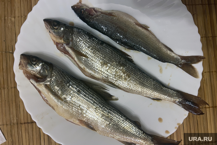 Виды Пермского края, хариус, деликатес, рыба хариус