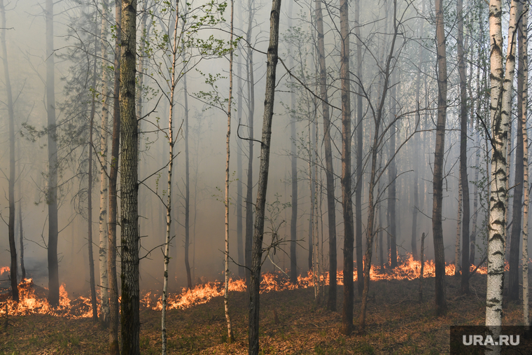 Пожар под Рефтинским. Свердловская область, лесной пожар