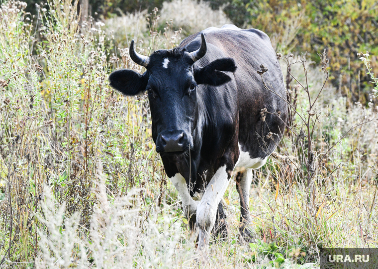Виды Свердловской области, корова, рогатый скот