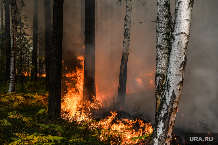 Лесной пожар на озере Глухое. Свердловская область, пожар, огонь, лес горит, лесной пожар, пожар в лесу, пожар у озера глухое