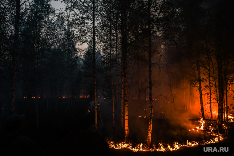 Пожар под Рефтинским. Свердловская область, лесной пожар, пожар в лесу