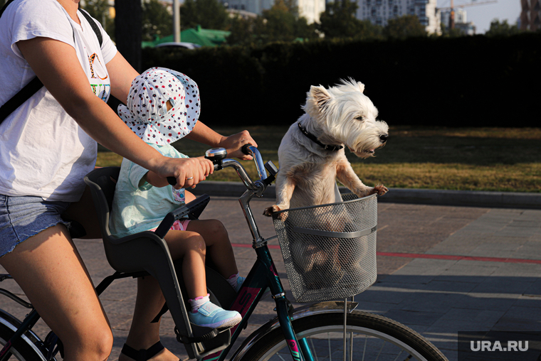 Последний день лета. Екатеринбург, прогулка, собачка, тепло, пес, жара, питомец, хорошая погода, велосипед, лето в городе, прогулка на велосипеде