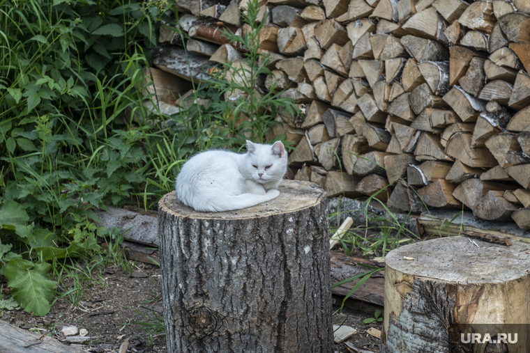 Виды города. Чердынь, кот, белый кот, поленница дров, чердынь, сердце пармы, парма