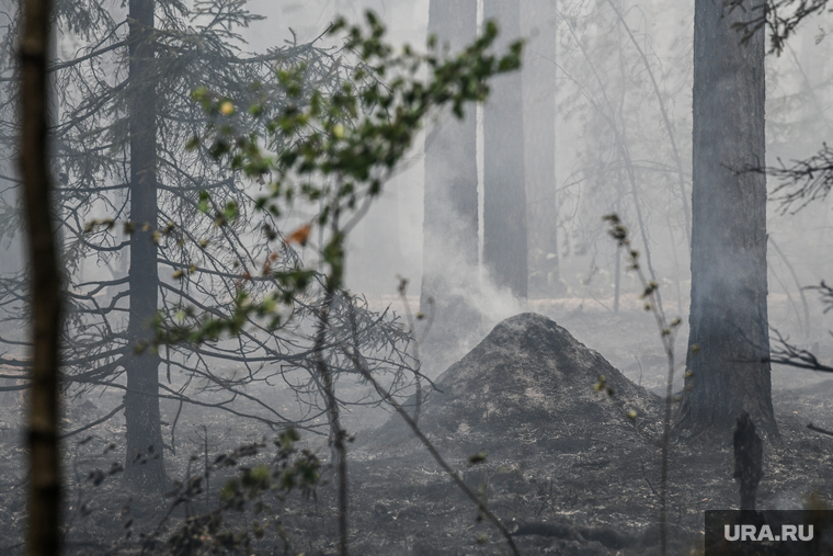 Лесной пожар на озере Глухое. Свердловская область, дым, последствия пожара, лес в дыму, муравейнк