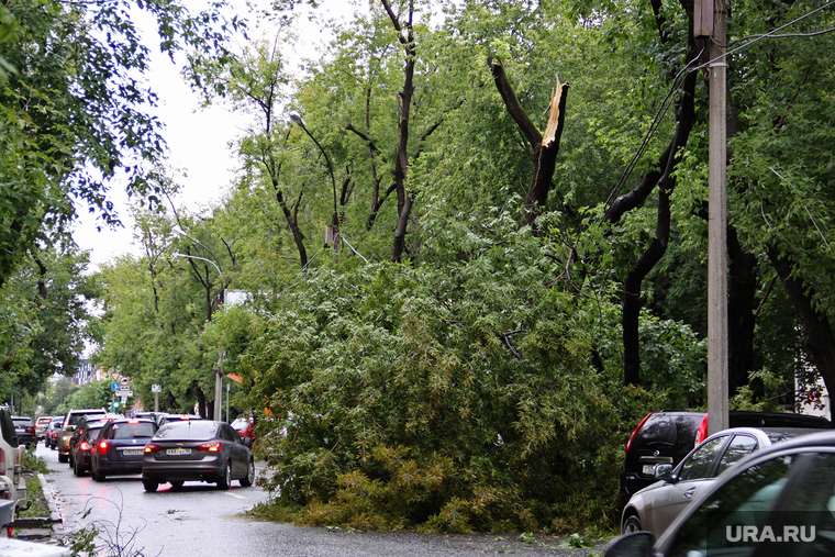 Упавшее дерево на Бажова. Екатеринбург, сломанное дерево, упавшее дерево