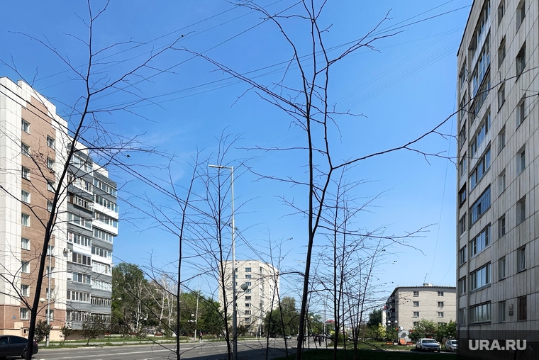 В нескольких точках города жители заметили засохшие деревья