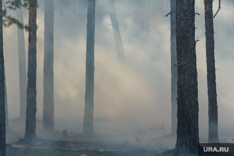 Верховые пожары в поселках Джабык и Запасное. Челябинская область, дым, деревья, лес, лесной пожар