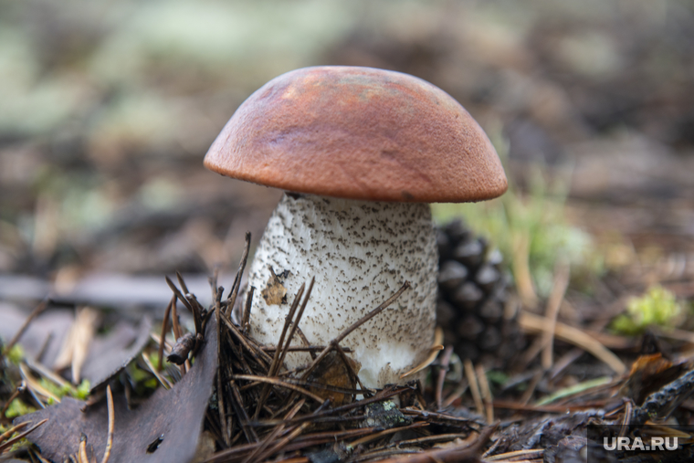 Грибная пора. Чердыньский район, лес, осенний лес, природа, грибы в лесу, осень в лесу, белый гриб