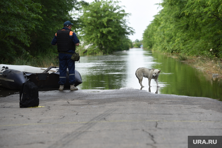 Паводок и наводнение после разрушения Каховской ГЭС в Херсонской области. Херсон, собака, затопление, пес, последствия, животные, паводок, наводнение, потоп, стихия, разлив