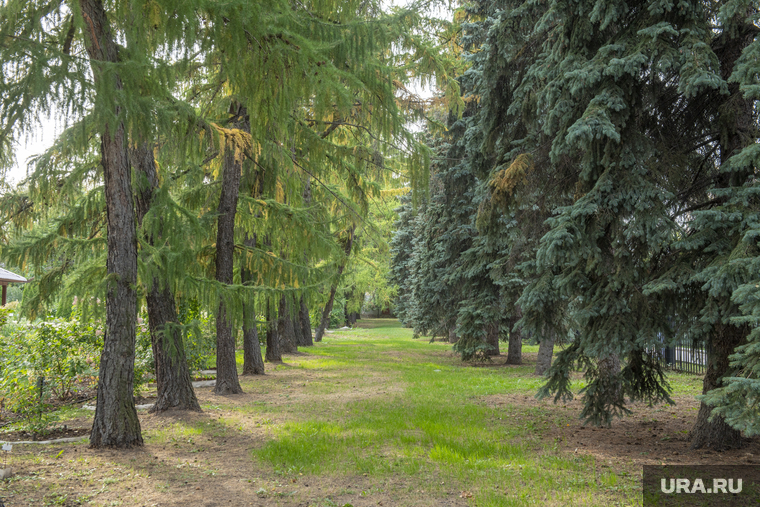 Ботанический сад ПГНИУ. Пермь, ботанический сад, городской парк, опушка леса, редкие растения, лесная лужайка