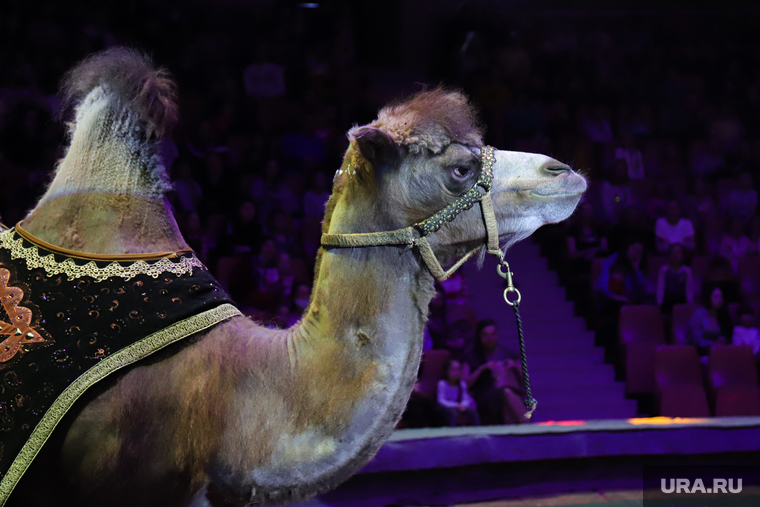 Открытая репетиция с животными в цирке. Екатеринбург

, цирк, верблюд, цирковое представление