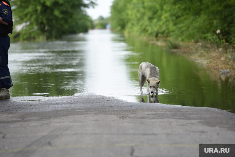 Паводок и наводнение после разрушения Каховской ГЭС в Херсонской области. Херсон, собака, затопление, потоп, пес, последствия, животные, паводок, наводнение, стихия, разлив