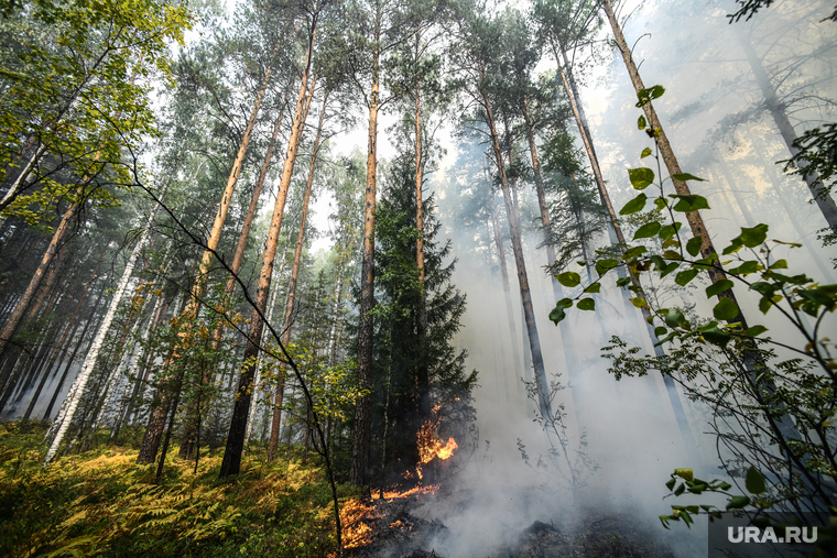 Лесной пожар на озере Глухое. Свердловская область, дым, пожар, первоуральский городской округ, огонь, лес горит, лесной пожар, пожар в лесу, последствия пожара, лес в дыму