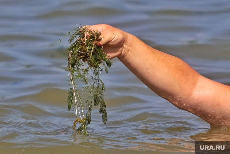 Водоросли на пляже Голубые озера. Курган , водоросли, река кама, тина