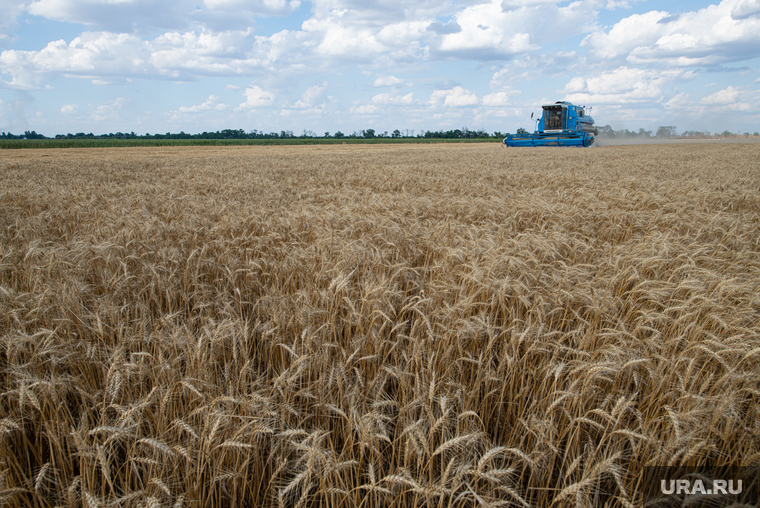 Уборка зерновых в Херсонской области. Херсон, комбайн, пшеница, зерно, сельское хозяйство