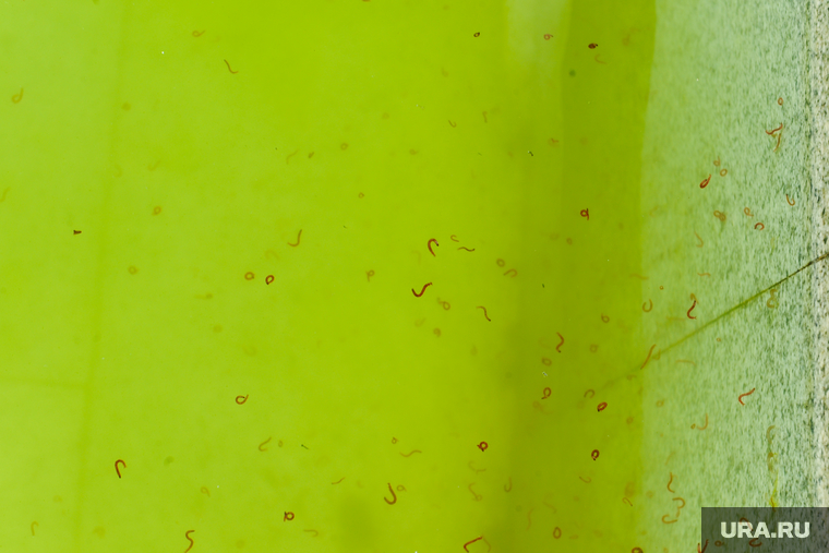 Фонтан с зеленой водой. Челябинск, мотыль, вода, личинки
