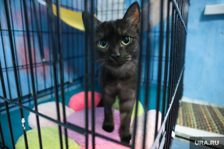 Приют животных. Екатеринбург, кошка, кот, питомец, приют животных