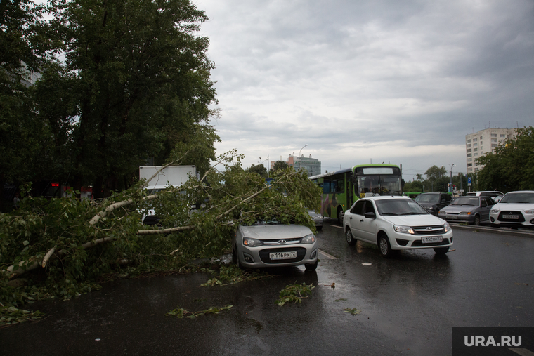 Упавшие деревья после урагана. Тюмень, ураган, штормовое предупреждение, автомобиль, шторм, упавшее дерево, дерево упало на машину
