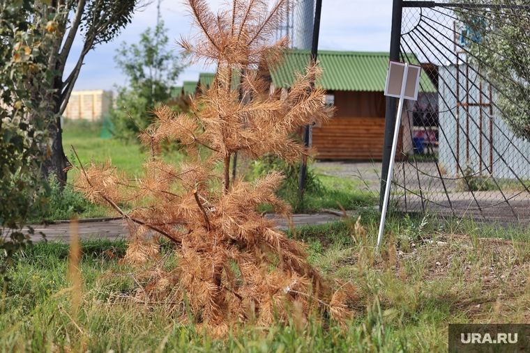 Хвойная аллея. Курган, аллея, хвойная аллея
