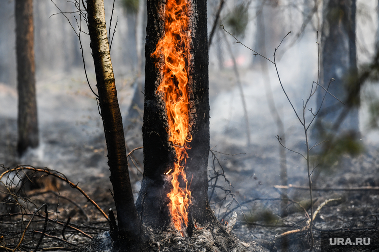 Лесные пожары, клипарт. Екатеринбург, дерево горит, лесной пожар, пожар в лесу, открытый огонь