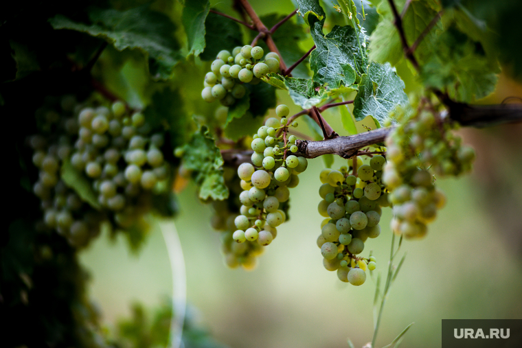 Винодельческое хозяйство Павла Швеца UPPA Winery. Республика Крым, село Родное, виноград, виноградник, uppa winery